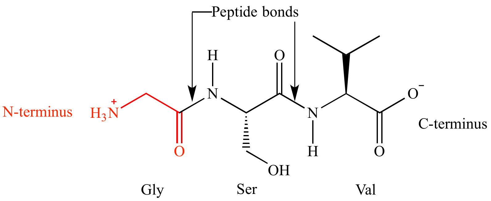 Illustrated Glossary Of Organic Chemistry N terminus