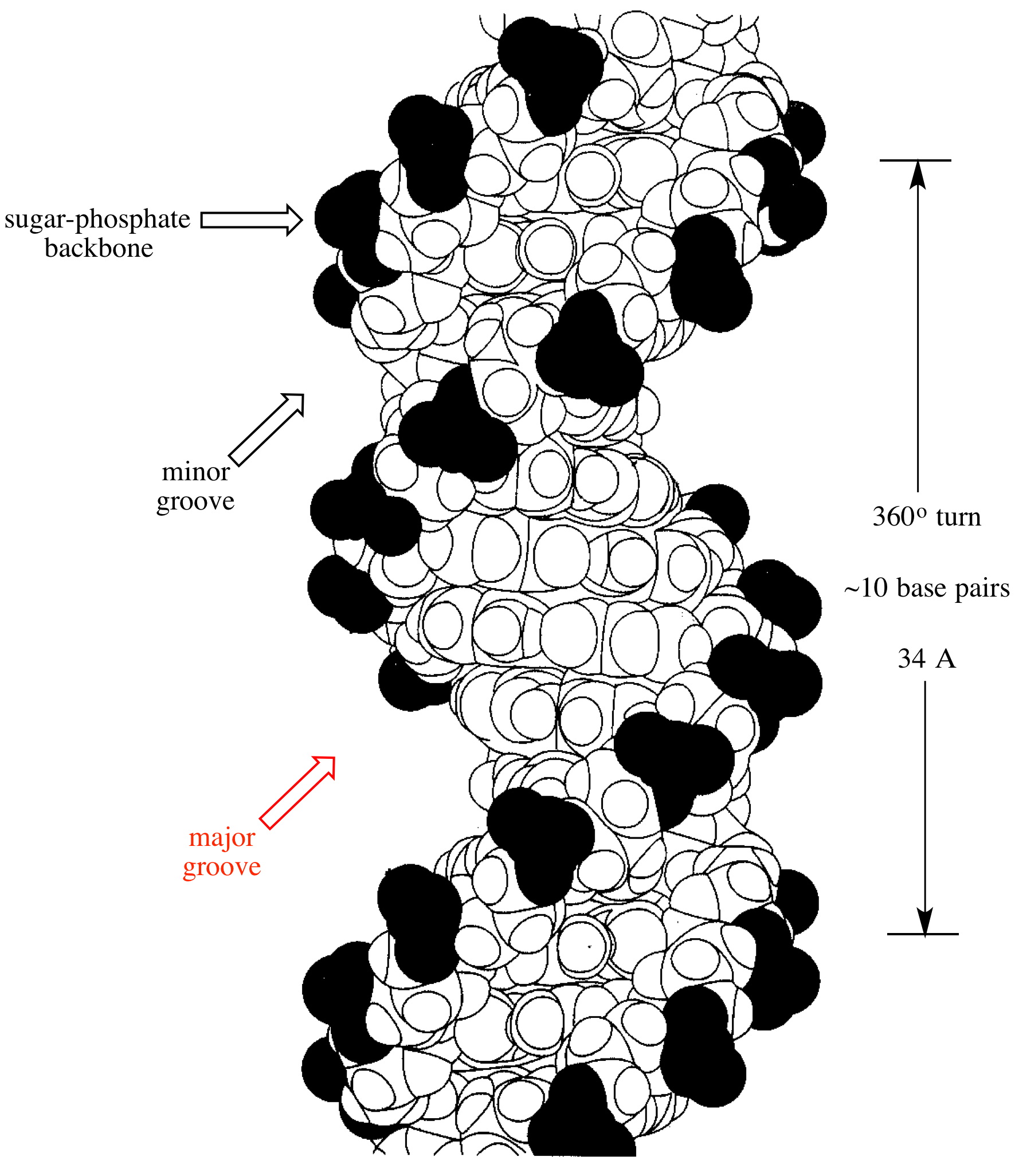 Illustrated Glossary Of Organic Chemistry Major Groove